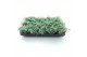 Sedum sieboldii 