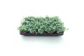 Sedum sieboldii