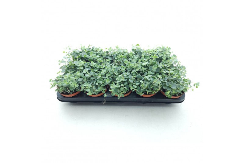 Sedum sieboldii 