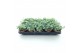 Sedum sieboldii 