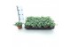 Sedum sieboldii 