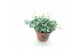 Sedum sieboldii 