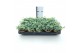 Sedum sieboldii 