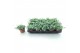 Sedum sieboldii 