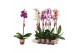 Phalaenopsis mix 1 tak, 9+ bloem - 75cm - Scenza 