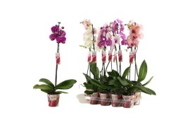 Phalaenopsis mix 1 tak, 9+ bloem - 75cm - Scenza