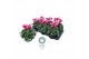 Cyclamen pers. midi super serie allure Fuji, Roze gevlamd - 25cm Diam. 