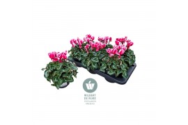 Cyclamen pers. midi super serie allure Fuji, Roze gevlamd - 25cm Diam.