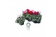 Cyclamen pers. midi super serie rembrandt Mixtray - 25cm Diam. 