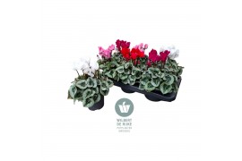 Cyclamen pers. midi super serie rembrandt Mixtray - 25cm Diam.