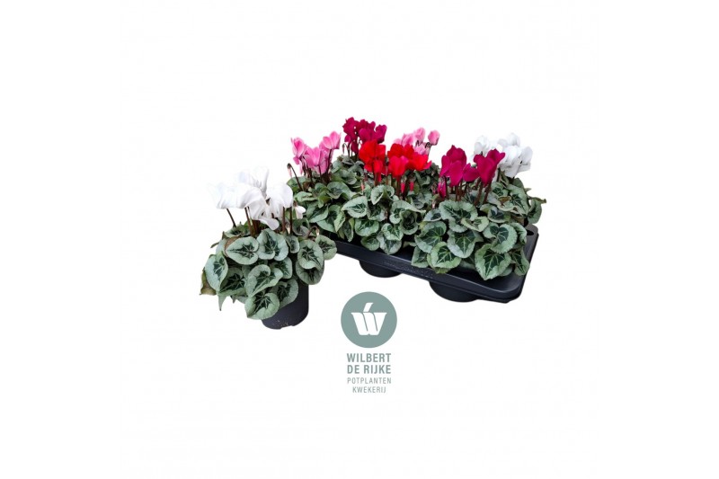 Cyclamen pers. midi super serie rembrandt Mixtray - 25cm Diam. Cyclamen pers. midi super serie rembrandt Mixtray - 25cm Diam.