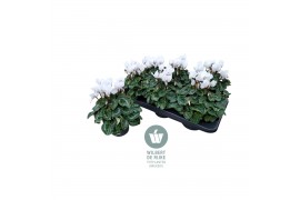 Cyclamen pers. midi super serie allure Wit - 25cm Diam.