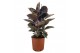 Ficus elastica belize 