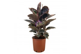 Ficus elastica belize