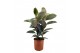 Ficus elastica tineke 