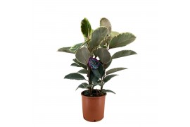 Ficus elastica tineke