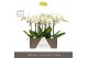 Phalaenopsis wit Maistro Verdi - 2 tak, 18+ bloem - 60cm - Abruzzo Whi 