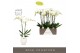 Phalaenopsis wit Maistro Bach - 2 tak, 18+ bloem - 60cm - Abruzzo Whit 