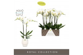 Phalaenopsis wit Maistro Bach - 2 tak, 18+ bloem - 60cm - Abruzzo Whit