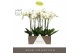 Phalaenopsis wit Maistro Bach - 2 tak, 18+ bloem - 60cm - Abruzzo Whit 