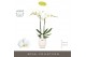 Phalaenopsis wit Maistro Bach - 2 tak, 18+ bloem - 60cm - Abruzzo Whit 