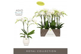 Phalaenopsis wit Maistro Mozart - 2 tak, 18+ bloem - 50cm - Abruzzo Wh