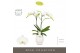 Phalaenopsis wit Maistro Mozart - 2 tak, 18+ bloem - 50cm - Abruzzo Wh 