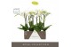 Phalaenopsis wit Maistro Mozart - 2 tak, 18+ bloem - 50cm - Abruzzo Wh 