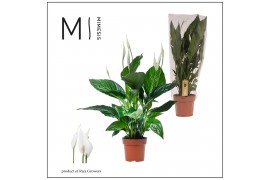 Spathiphyllum sweet ricardo 5+ bloem - Blanco hoes + Concorde etiket