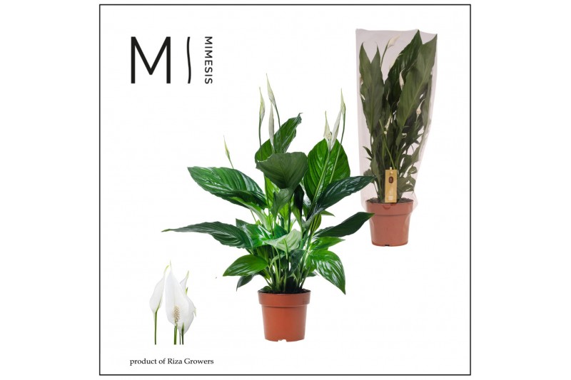 Spathiphyllum sweet ricardo 5+ bloem - Blanco hoes + Concorde etiket Spathiphyllum sweet ricardo 5+ bloem - Blanco hoes + Concorde etiket