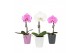 Phalaenopsis mix One P9 Mix 1 spike in Donna Mix 1 bl. 1 tak/plnt 
