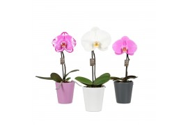 Phalaenopsis mix One P9 Mix 1 spike in Donna Mix 1 bl. 1 tak/plnt