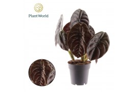 Alocasia cuprea red secret