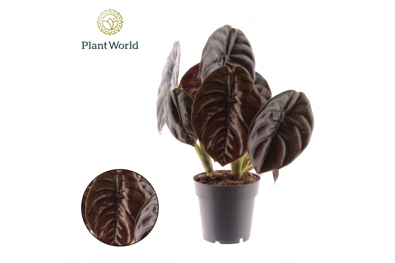Alocasia cuprea red secret 