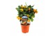 Citrofortunella microcarpa Citrus calamondin 