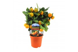 Citrofortunella microcarpa Citrus calamondin