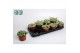 Sedum burrito Sedum Burrito,8 pp 