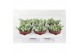Sedum burrito Sedum Burrito,8 pp 