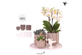Phalaenopsis Kolibri Green up your home - Gift Set - Slow Living