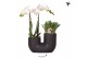 Arrangementen phalaenopsis multiflora Kolibri Orchids - Phalaenopsis & 