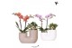 Arrangementen phalaenopsis multiflora Kolibri Orchids - Phalaenopsis & 