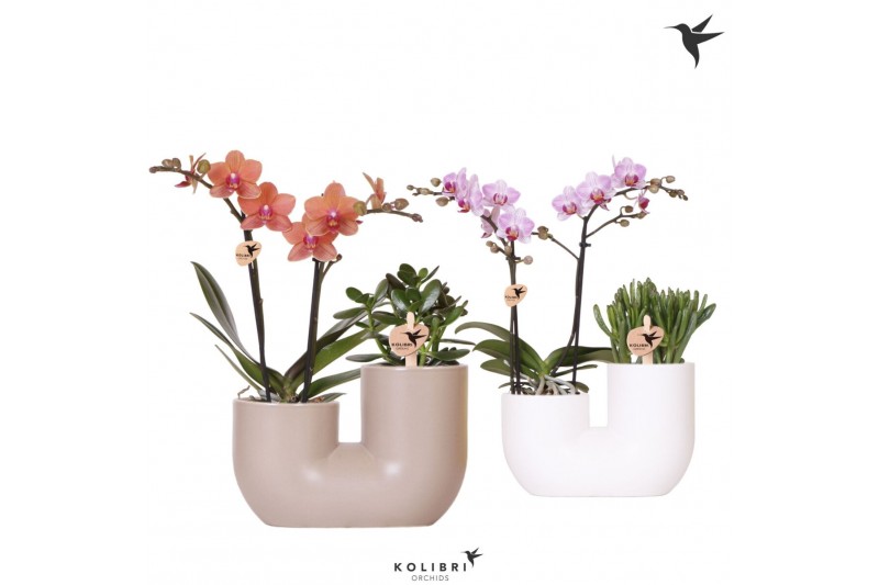 Arrangementen phalaenopsis multiflora Kolibri Orchids - Phalaenopsis & Arrangementen phalaenopsis multiflora Kolibri Orchids - Phalaenopsis &