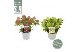 Skimmia japonica mixlaag