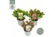 Skimmia japonica mixlaag 