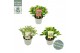 Skimmia japonica mixlaag 