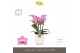 Phalaenopsis multiflora honeybee Optimost - Honeybee - 4 tak - Molise  