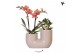 Arrangementen phalaenopsis multiflora Kolibri Orchids - Phalaenopsis & 