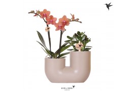 Arrangementen phalaenopsis multiflora Kolibri Orchids - Phalaenopsis &