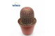 Echinocactus Echinocereus Rubrispinus 