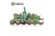 Cactus mix Sierras® - Santiago Cactus Mix (Deluxe) 
